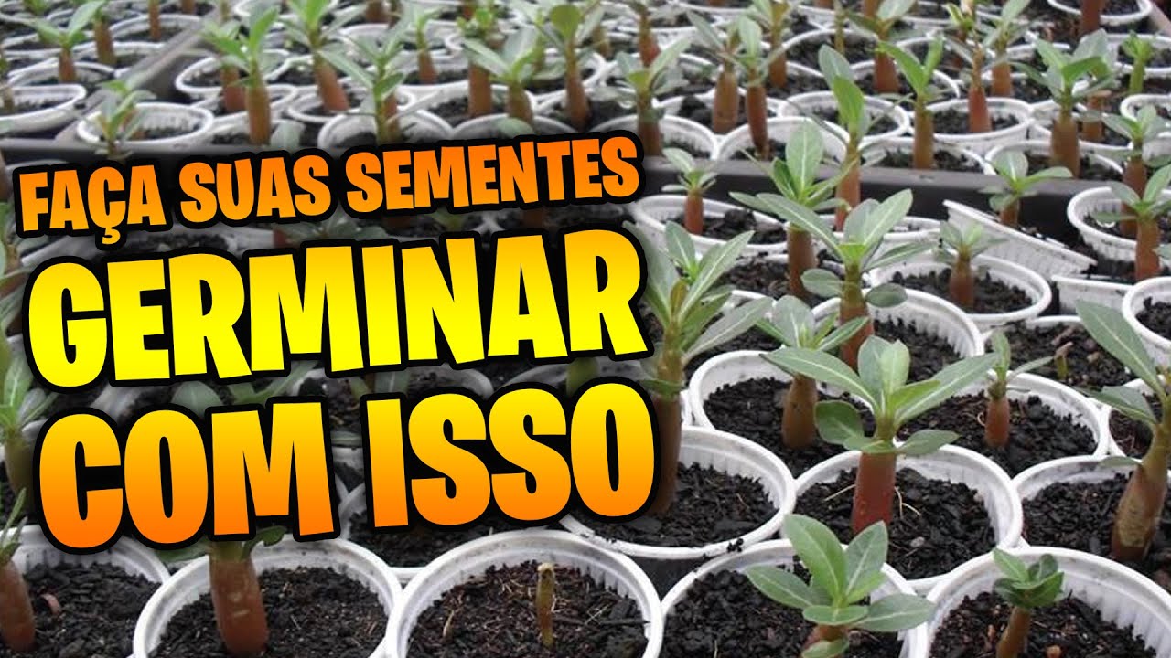 As 2 formas mais GARANTIDAS de GERMINAR sementes de rosa do deserto