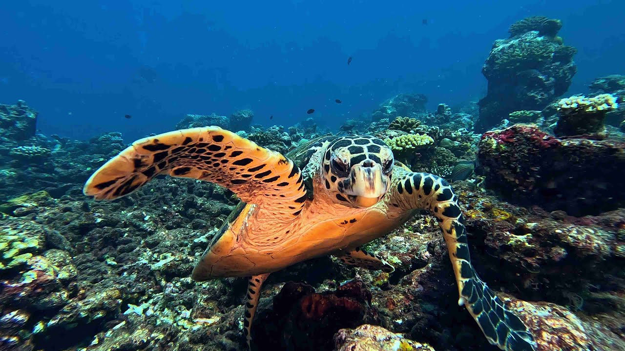 2023 Bandos 09 Diving Maldives One Palm North Male Atoll HD