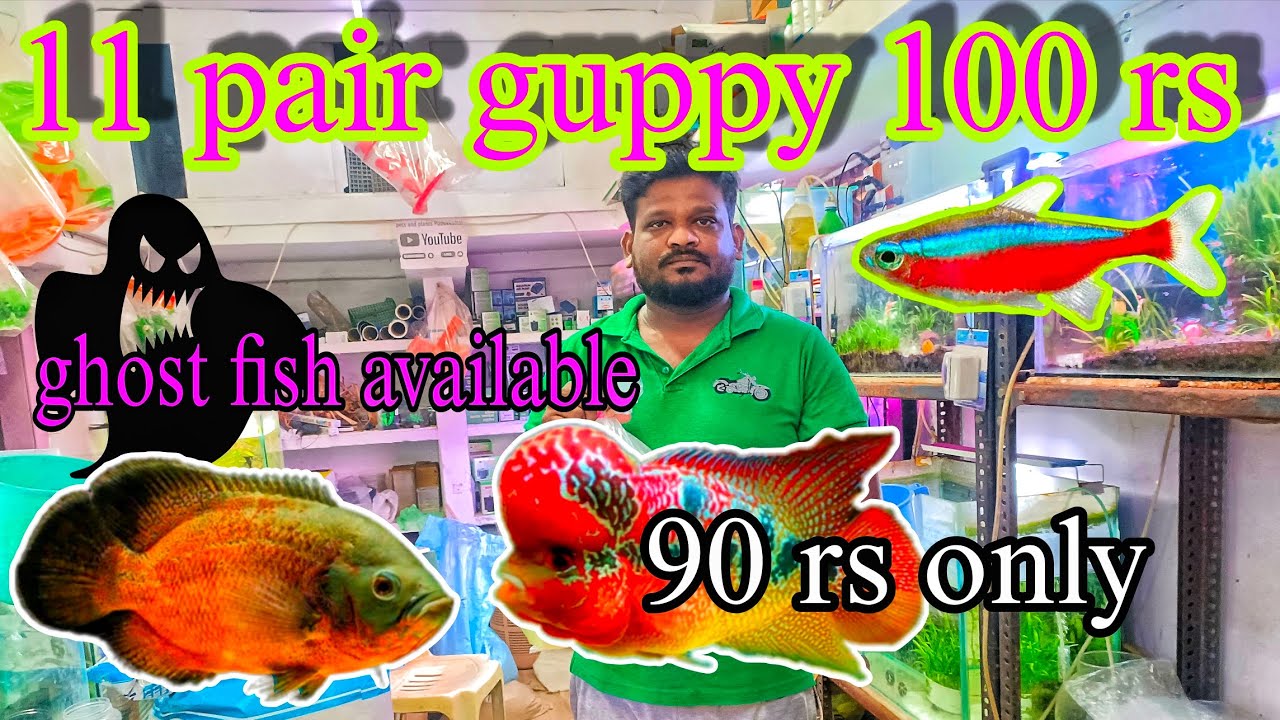 11 pair guppy 100 rs only Pudukkottai Aquarium in Tamil 