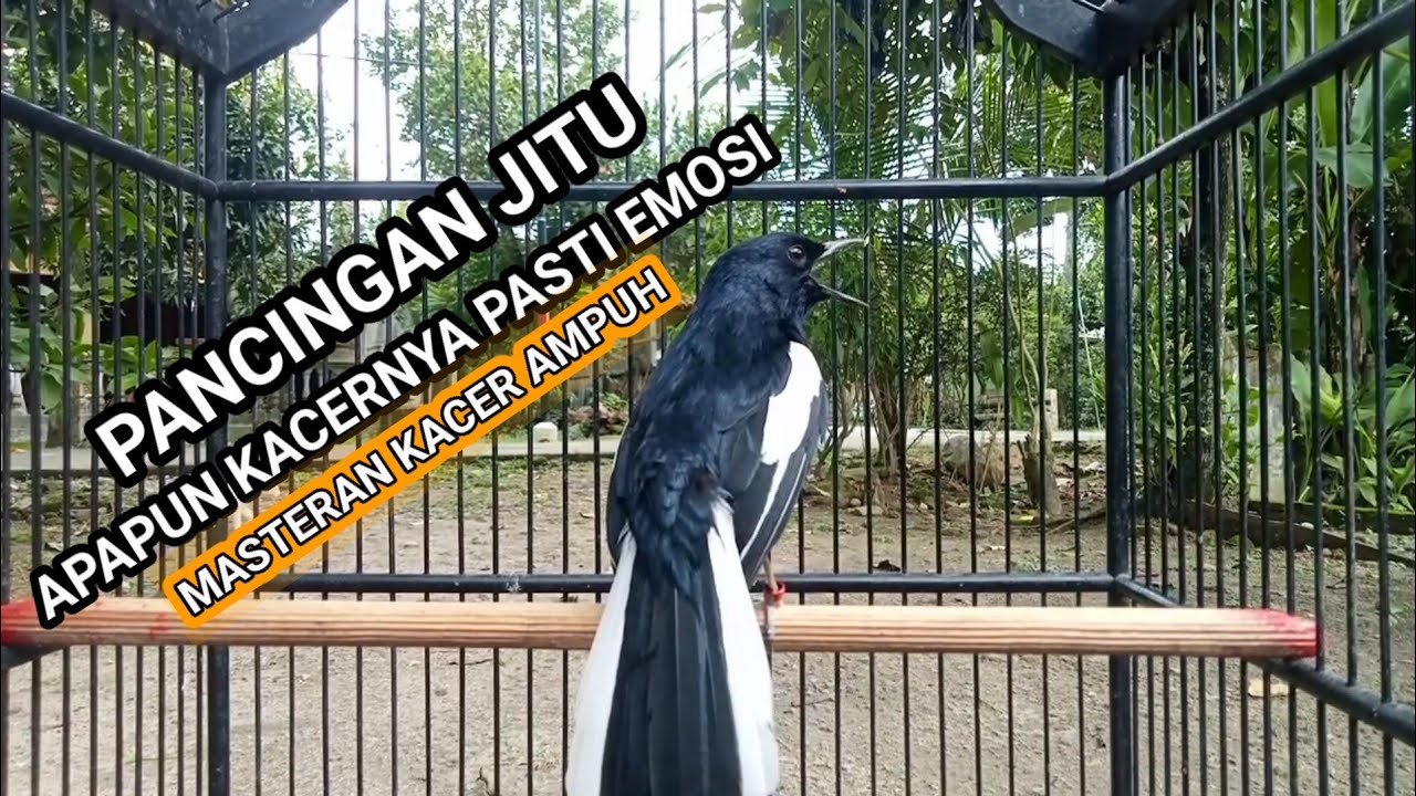 Kacer GACOR ngeplong KONSLET Tarung ini Paling Ampuh untuk PANCINGAN KACER agar EMOSI..