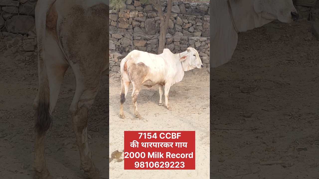 7154 Ccbf की थारपारकर गाय , Tarparkar Cow For Sale , Rajasthan Ki Gay ,
