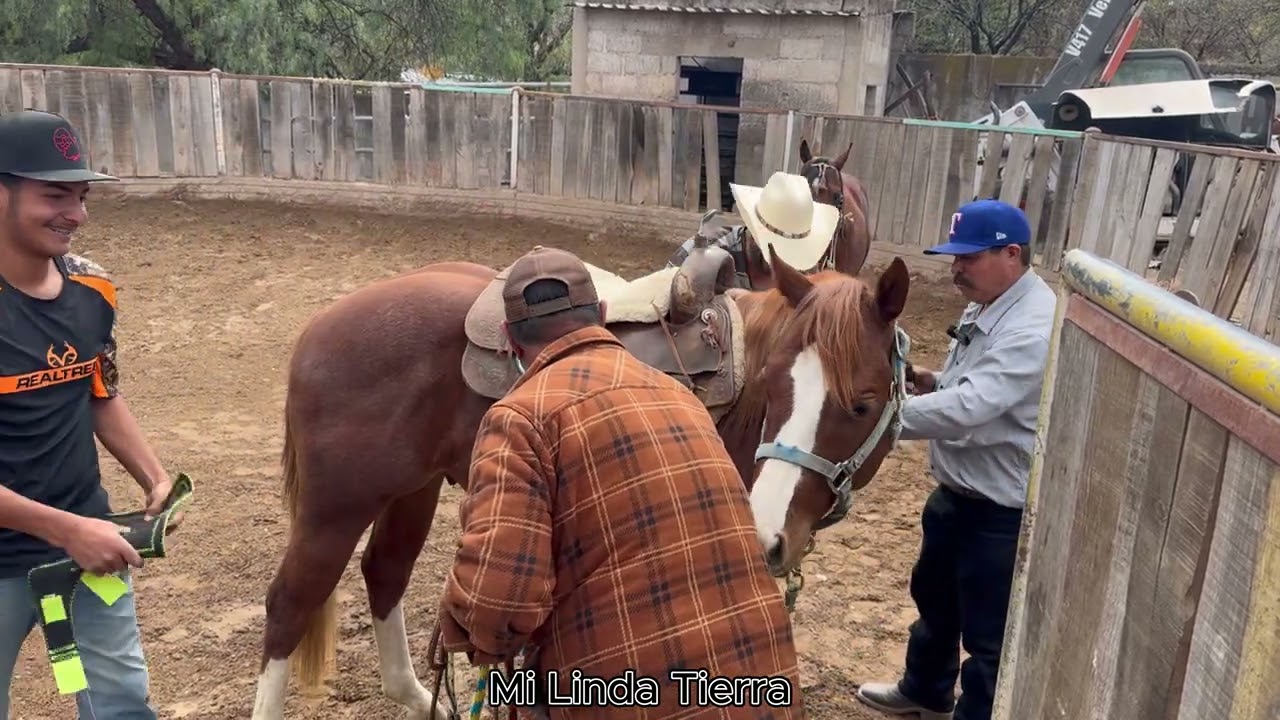 SEGUNDA PARTE 2 DANDO ESCUELA A LOS POTROS DE LA CUADRA BUAÑUELOS DE LOBATOS VALPARAISO