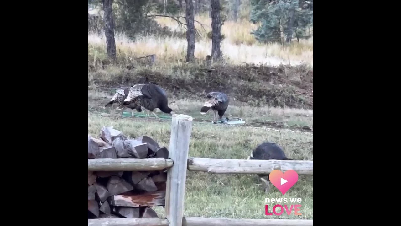 Real life turkey trot