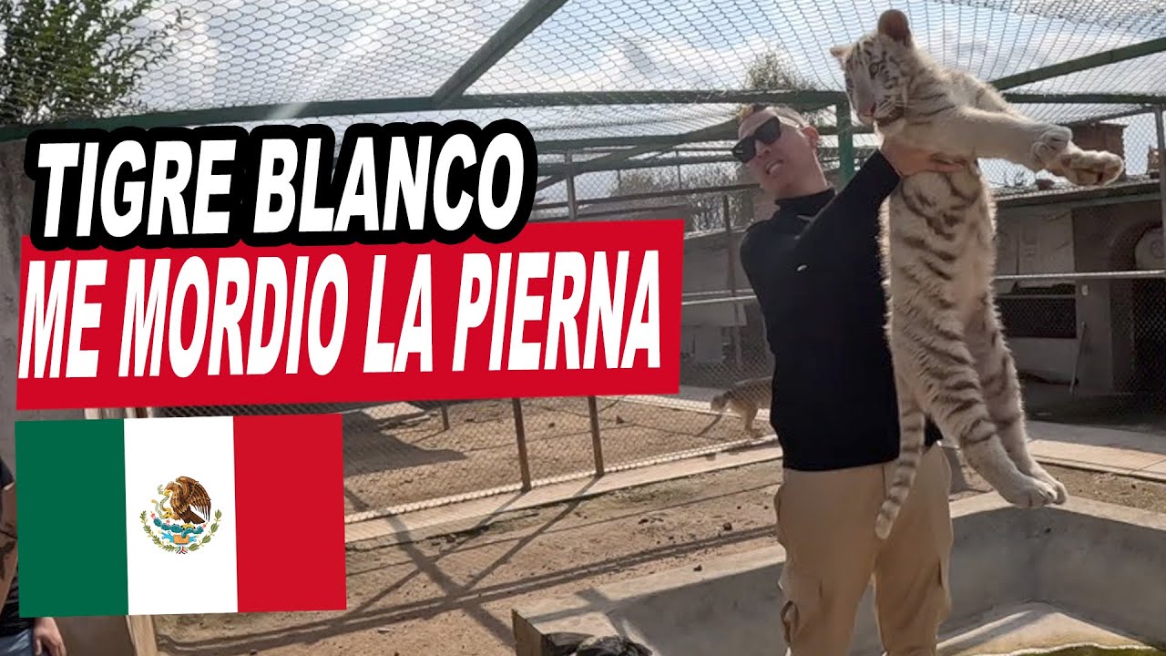 Jamsha En Refugio de Felinos Rescatados En Mexico