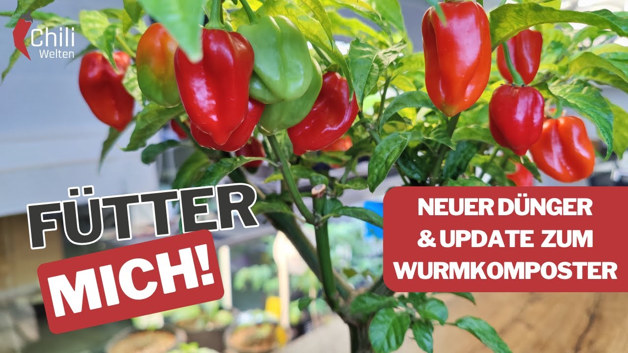 Bonchi retten und Wurmkiste erweitern