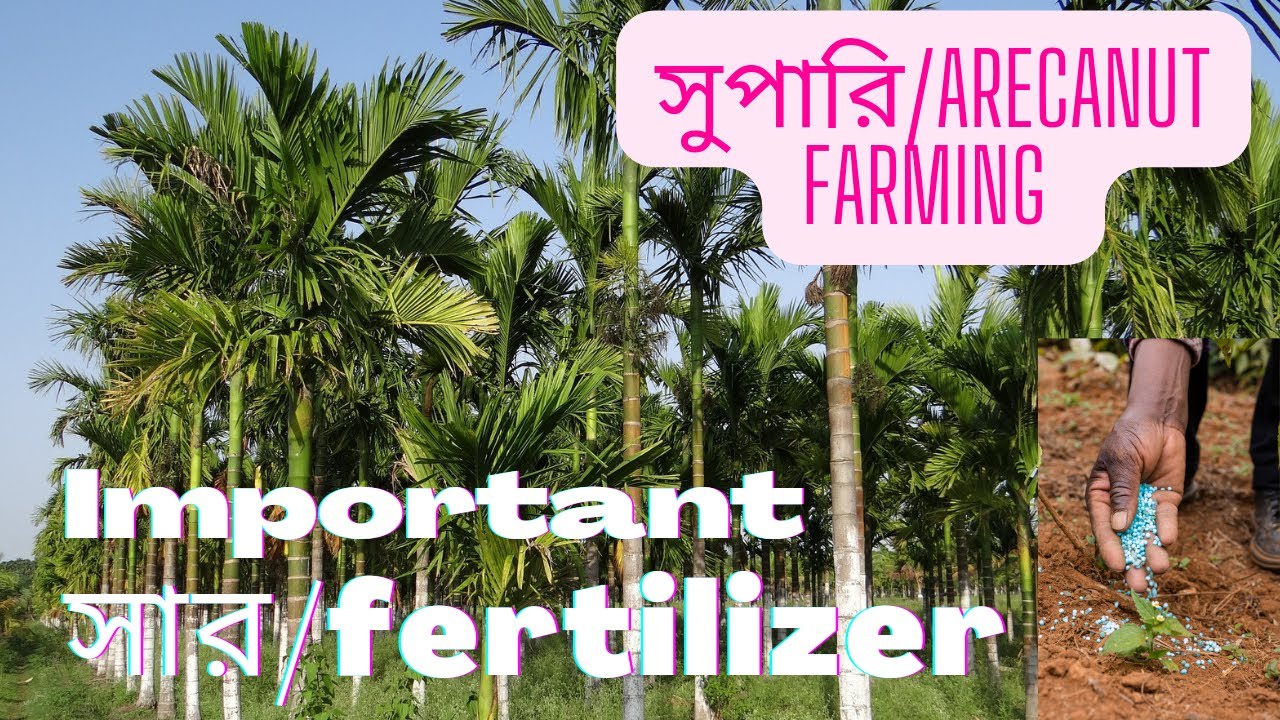arecanut farming. importent fertilizer for Arecanut .. areca palm best arecanut plant