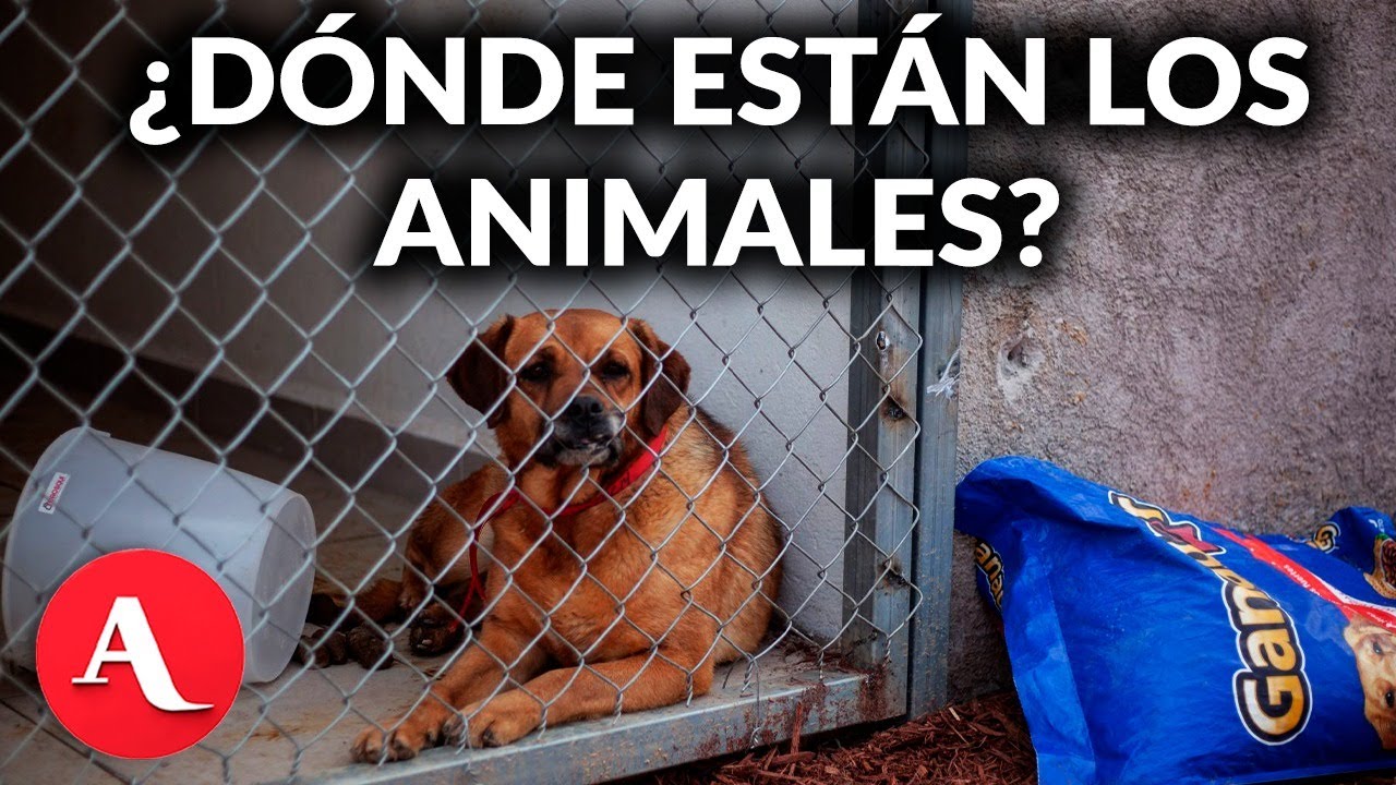 “Abuso de poder”: Elena Chávez acusa a Clara Brugada por retiro de animales en CDMX