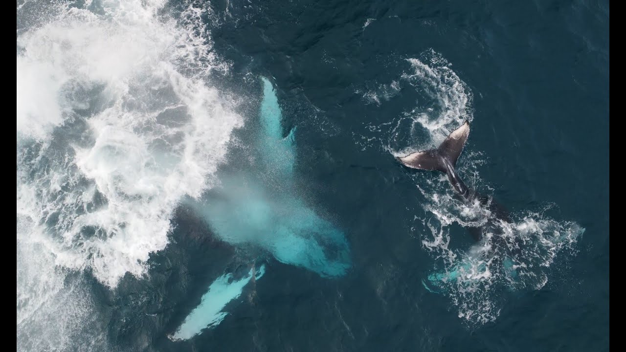 Tofo Scuba Mozambique humpback whales drone video