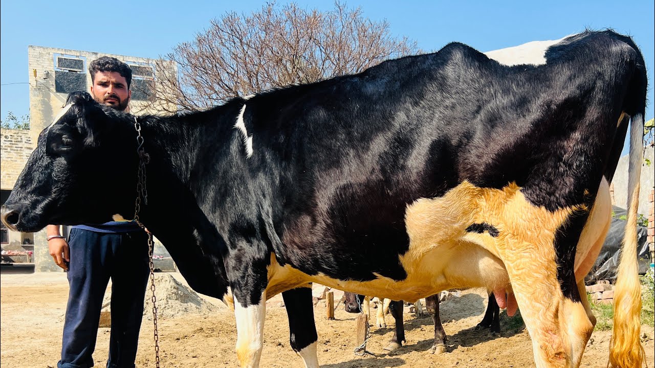 32 ਕਿਲੋ ਦੁੱਧ ਰਿਕਾਰਡ 🔥1 ਗੱਬਣ ਵਹਿੜ ਵਿਕਾਉ- one cow for sale #brardairyfarmmoga 