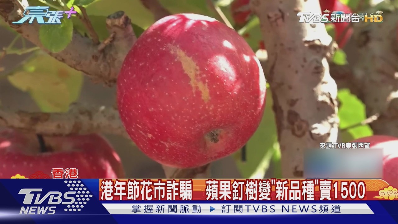 香港年節花市詐騙　「蘋果樹」當盆栽賣1千5台幣｜TVBS新聞 @TVBSNEWS01
