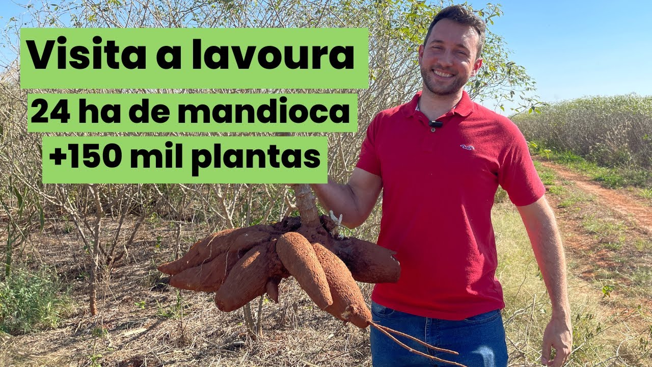 Produção comercial de mandioca - do plantio a colheita