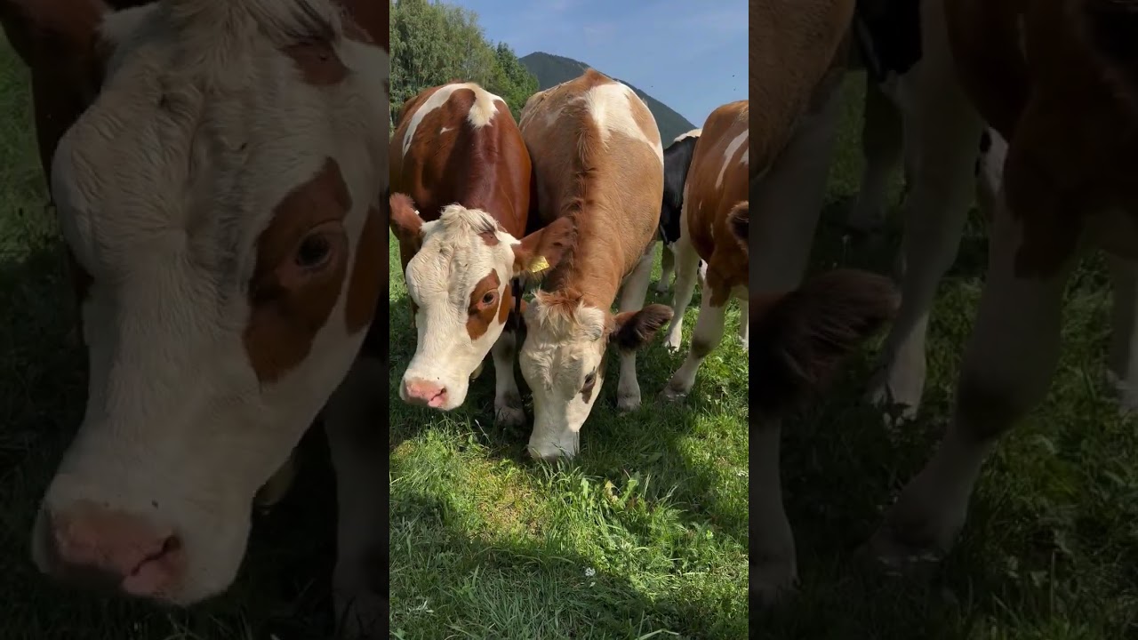 Avusturya’da İnekler Böyle Yaşıyor! Doğayla İç İçe Bir Yaşam