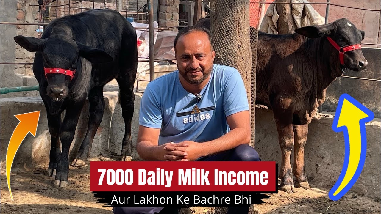 🥛Doodh Se Daily 7000 income Aur Lakhon Ke Bachray Bhi 🐮💰