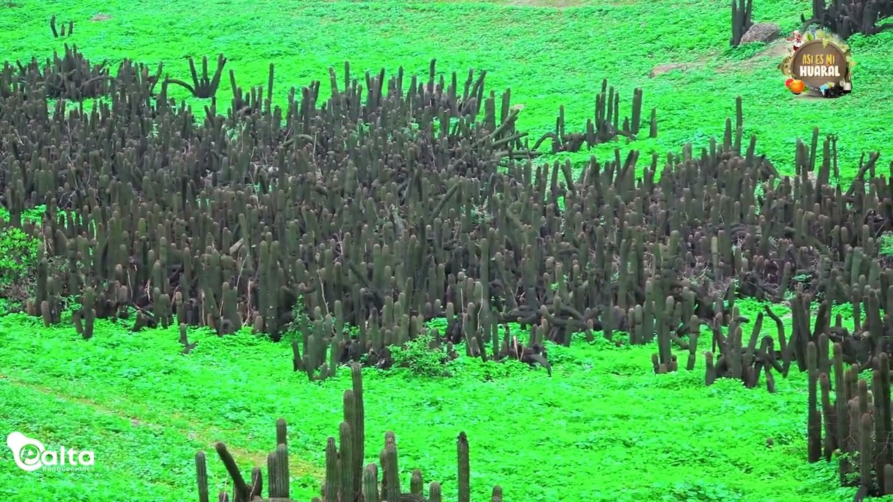 CONOCE LAS LOMAS DE BANDURRIA EN HUARAL