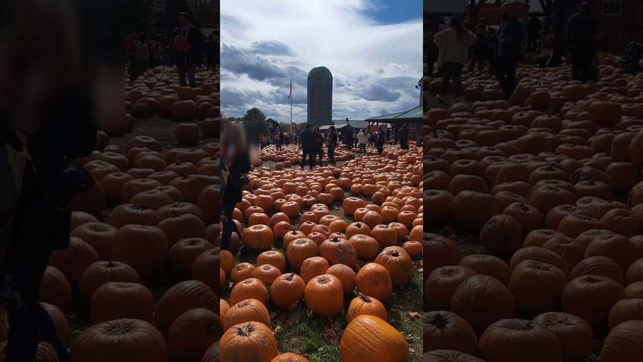 pumpkin season 🎃🎃🎃 #shorts