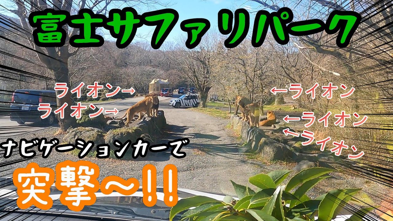【富士サファリパーク】ナビゲーションカーでエサやり体験‼︎ママとパパはビビりまくり？！