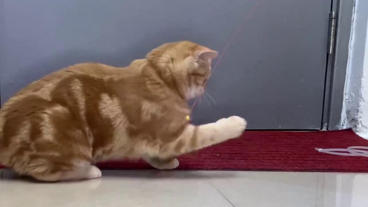 猫が喜ぶ映像：🥰素晴らしいクリップはすべてメンバーチャンネルにあります👇🏻🥰いつも動画楽しく観てます 🐈🐈‍⬛可愛い猫ちゃんに毎日癒されてます🙏🏻