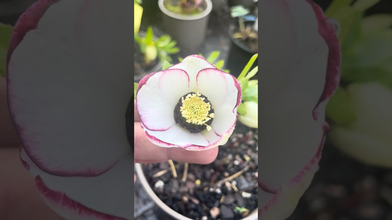 Helleborus x hybridus Single white picotee dark nectaries 🌱 #hellebore #морозник
