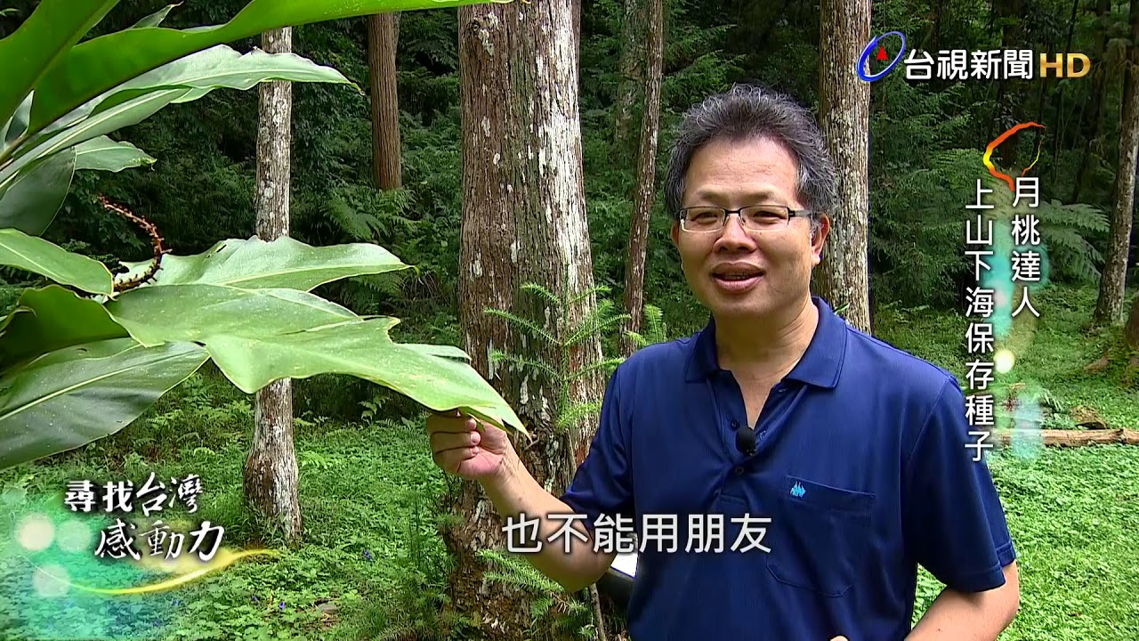 尋找台灣感動力-月桃達人上山下海保存種子