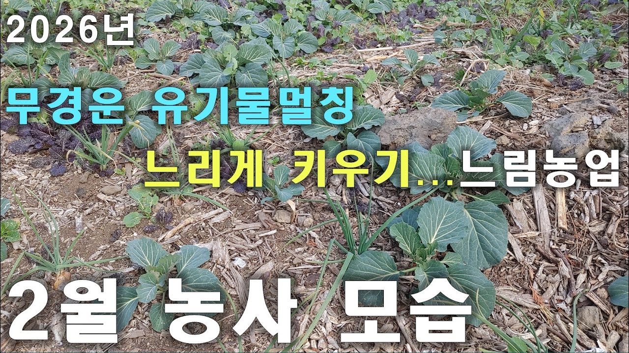 [동영상- 338] (느림의 농업- 11) 무경운 유기물물멀칭 땅심농사 - 2월 농사 모습