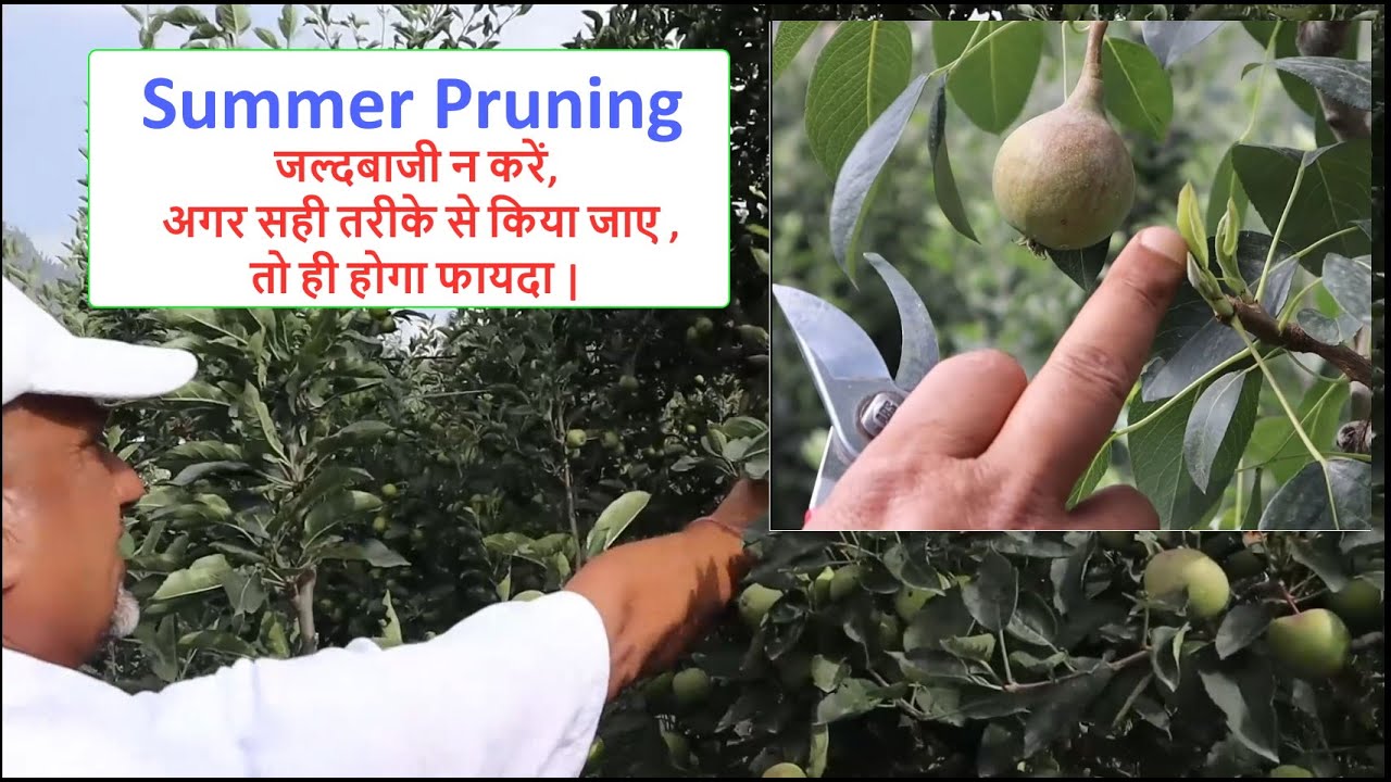 समर प्रूनिंग (Summer Pruning) |  जल्दबाजी न करें, अगर सही तरीके से किया जाए तो ही होगा फायदा |