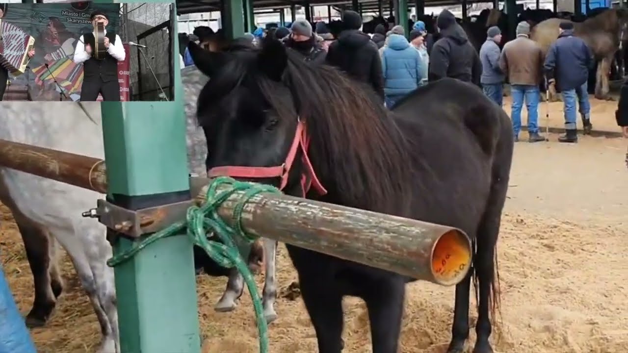 TARGI KOŃSKIE z Kapelą HENRYKA GWIAZDY - Estrada Folkloru - SKARYSZEWSKIE WSTĘPY 23 02 2026
