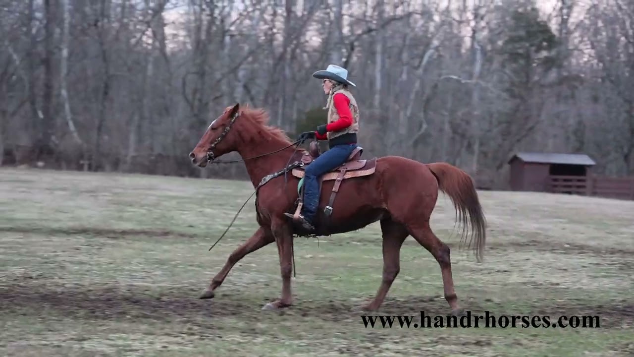 GENTLE REGISTERED THOROUGHBRED GELDING, BEEN SHOWN IN JUMPING, TRAIL RIDES, ANYONE CAN RIDE