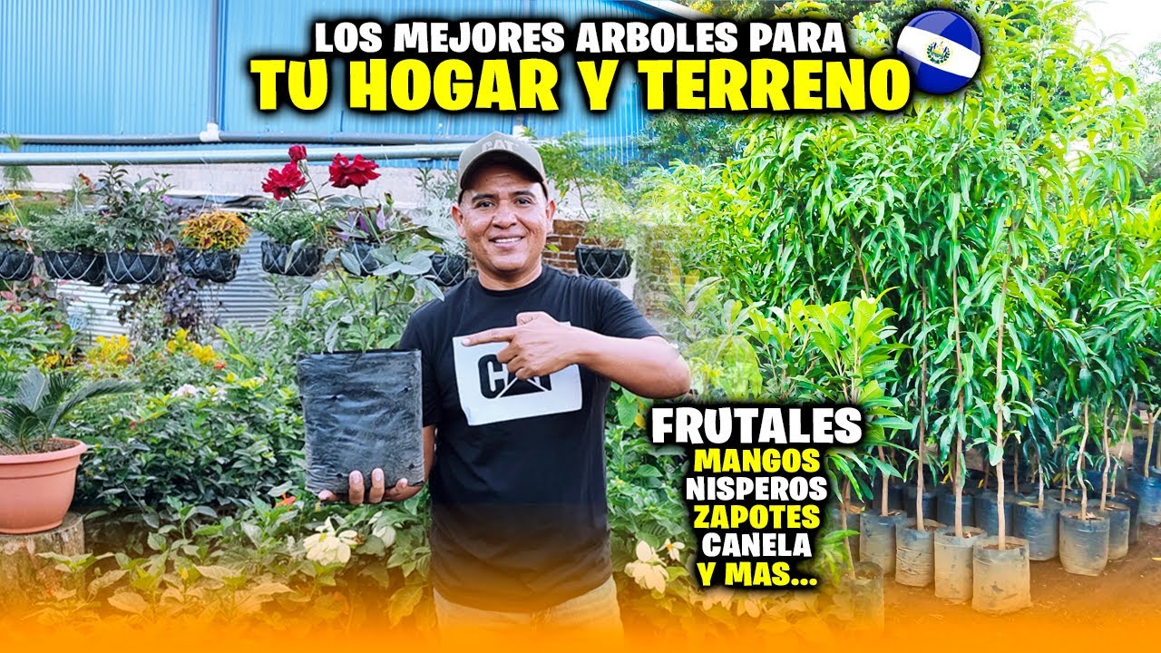 🪴Mira Los Mejores ARBOLES FRUTALES para Cultivar en EL SALVADOR🇸🇻 🤑BARATOS 😮
