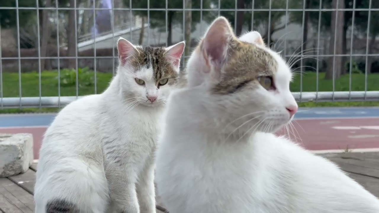 A Loving Street Cat Giving Therapy in the Park