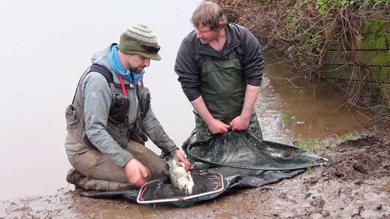 Pike fishing on the River Tone in Somerset