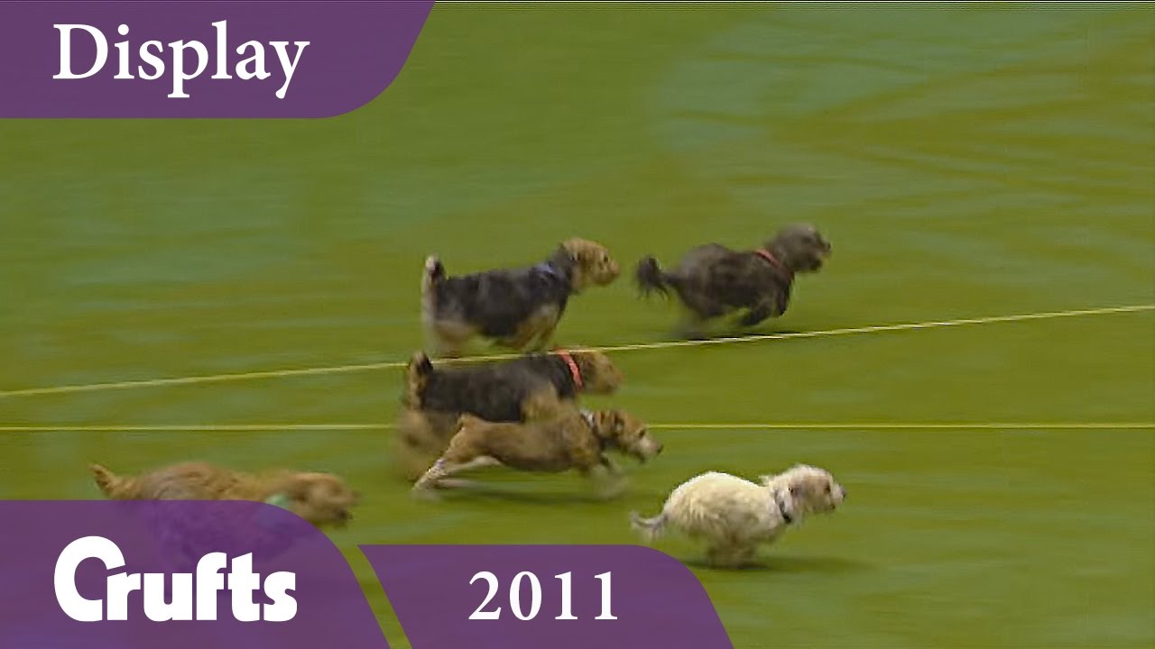 Tricky Tykes Display Team Cause Havoc at Crufts 2011 | Crufts Dog Show