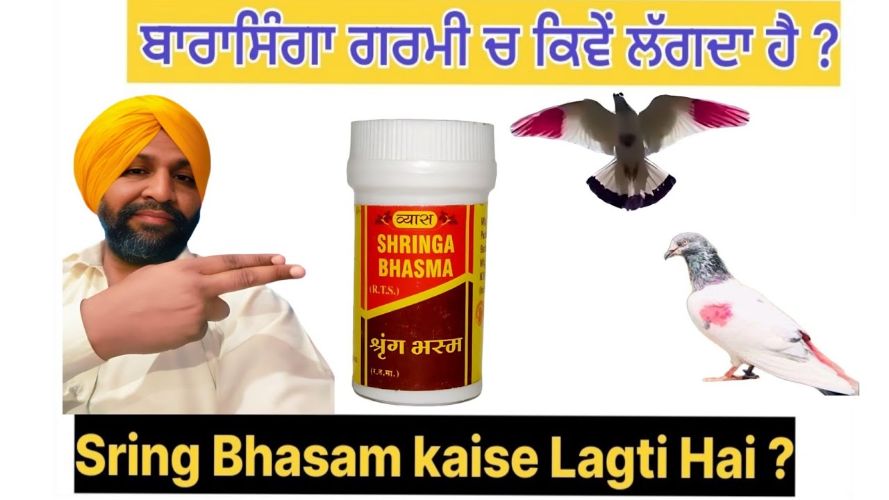 В чём прелесть цветка Барасинга летом? Как приготовить воду для игр с помощью Шринг Бхасм? @pigeo...
