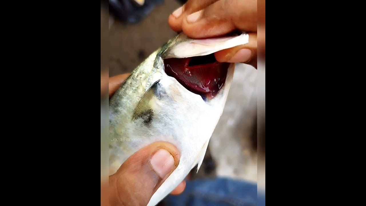 Bangda Fish Indian Mackerel  How to Identify Fresh Fish Indian  Fresh  Fish Bangda Fish Mackerel