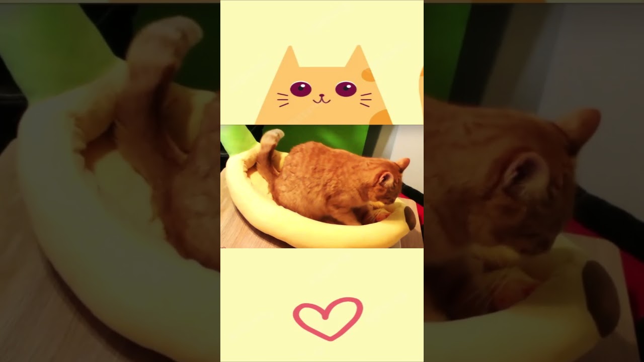 This is Princess Peach  #cat #orangekitty #cohost #biscuits #tanukidan