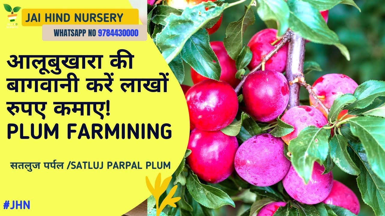 सतलुज पर्पल प्लम/ आलूबुख़ारा / Satluj Parpal Plum आलूबुख़ारा की बाग़वानी क़िस्मों का चयन? 🍑 #JHN