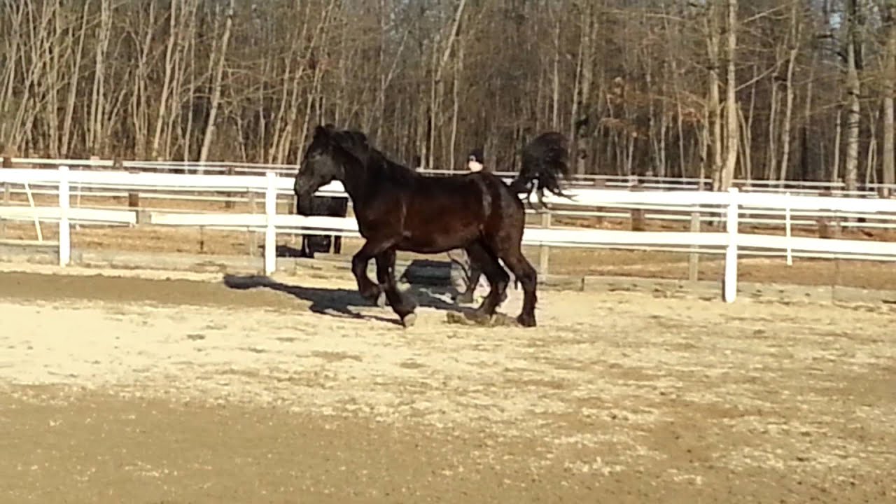 Eclipse du Don Percheron 2014 Black Filly