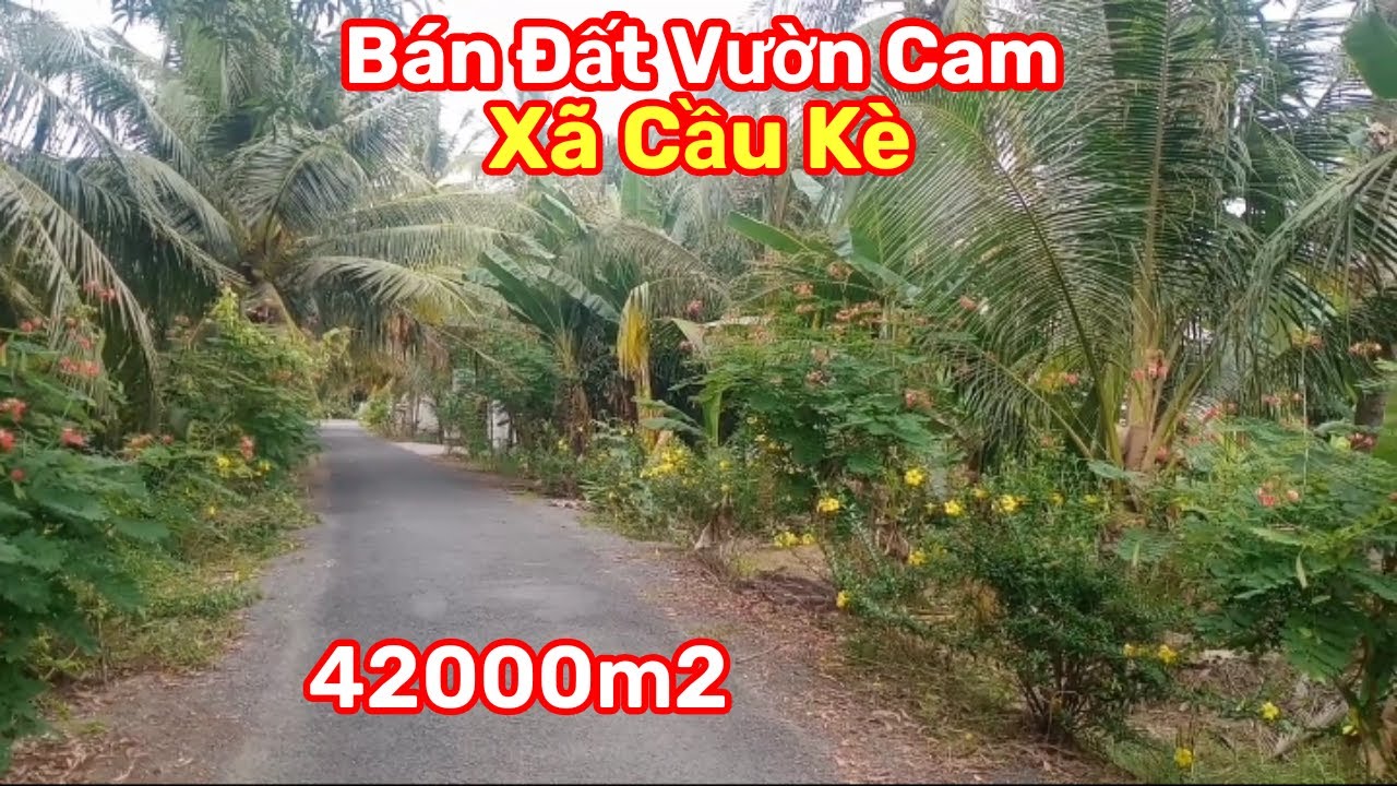 Thành Hiếu Nhà Đất Cầu Kè, Vĩnh Long. Bán Đất Vườn Cam. DT 42000m2. Giá 270tr/ công. Xã Cầu Kè