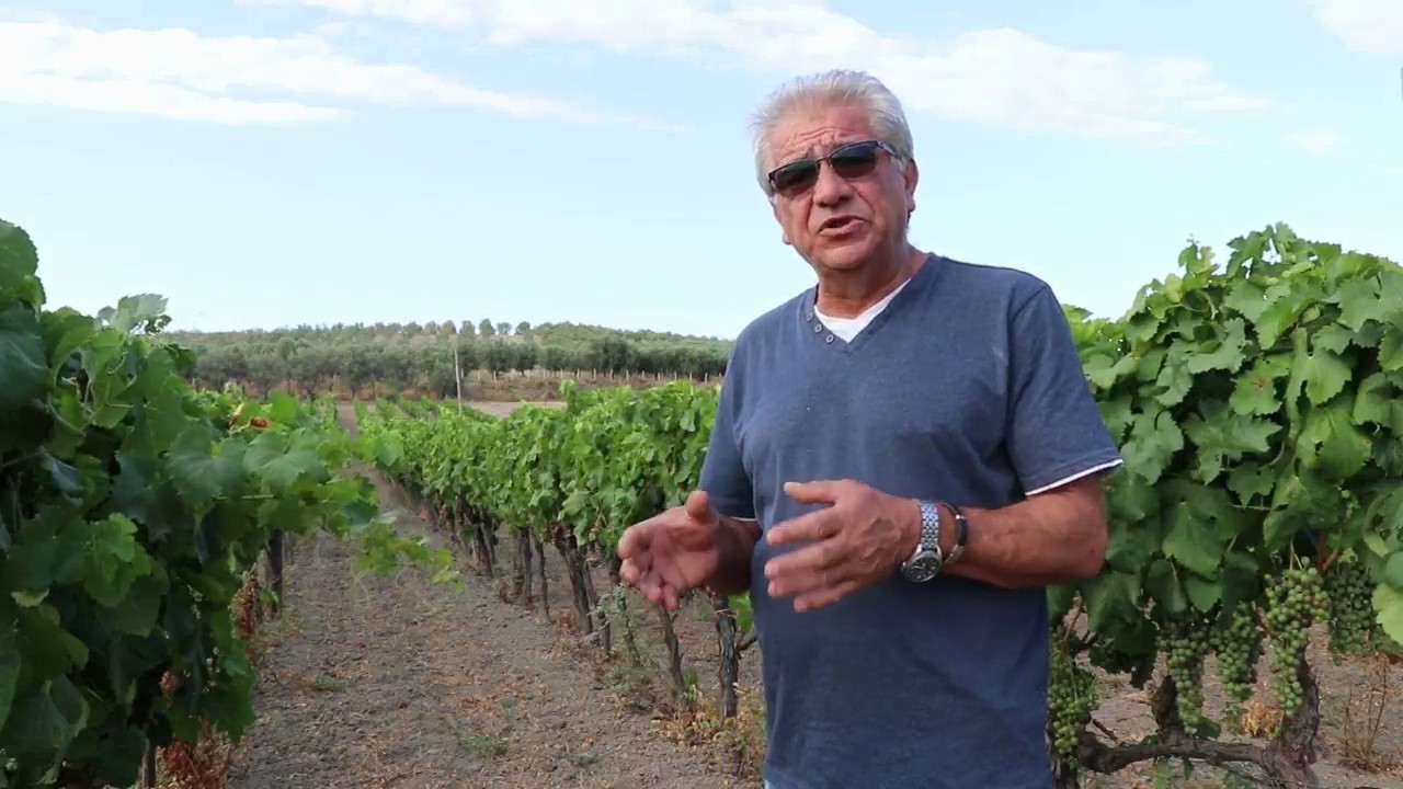 Gestione agronomica del vigneto