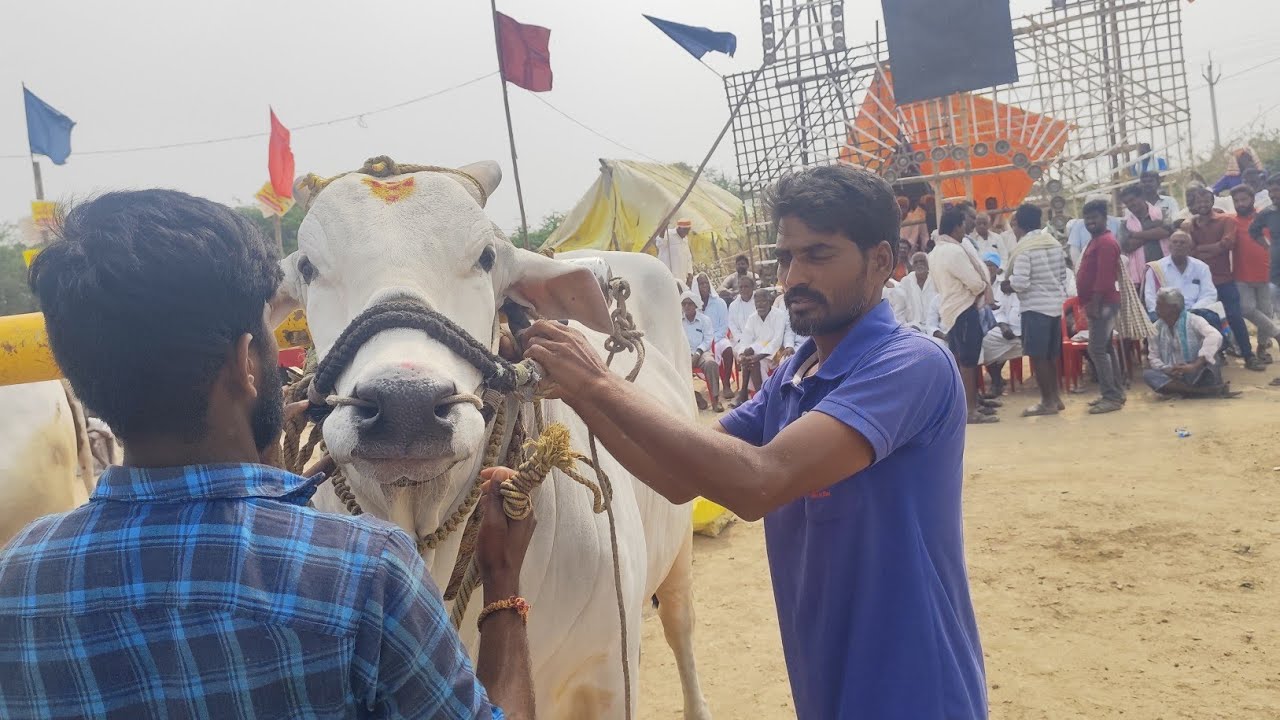 మొర్జంపాడు న్యూ కేటగిరీ | 6జత వేడుల్లపల్లి శ్రీనివాసరావు గారు సరిపుడి+శాఖమూరి విజయ్ పవన్ కుమార్ గారు