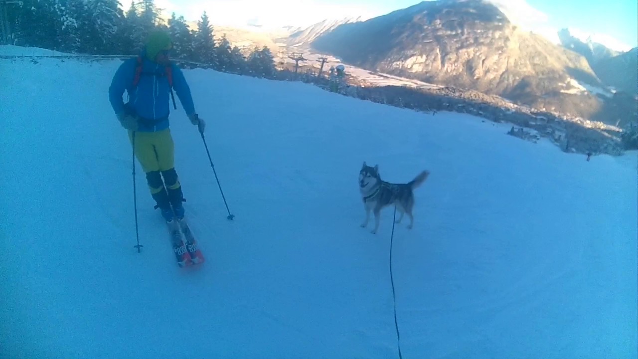 Skiing with my Husky Nanuk
