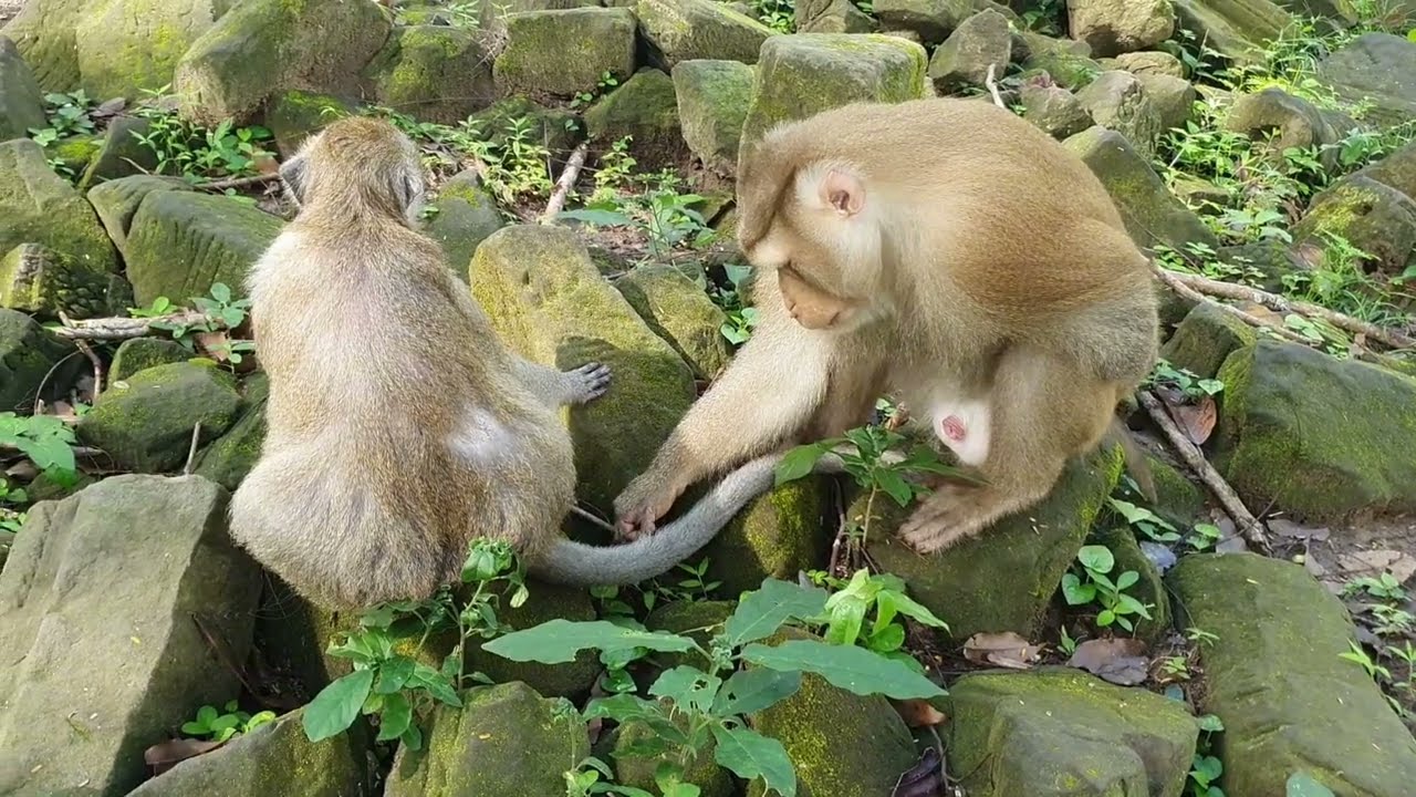 Sweet couple short-tail and long-tail monkeys