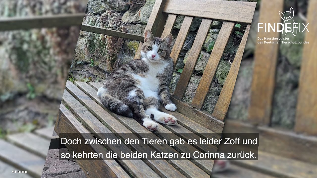 Ein Umzug mit Folgen: Kater Jonny verschwindet spurlos