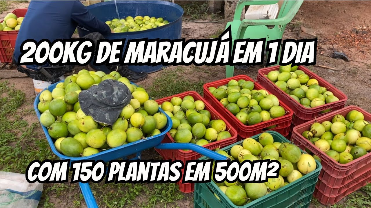 Colhendo 200kg de maracujá em 1 dia (150 plantas em 500m²) - Produtividade do maracujá