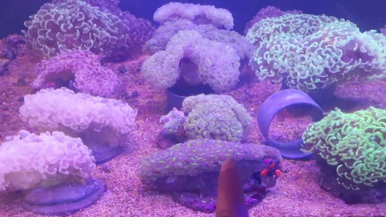 UPDATE STOCK 15 DESEMBER 2025 WA 085649995176 MALANG