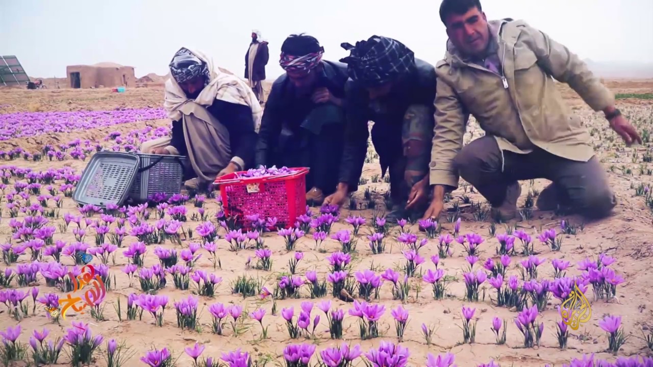 🇦🇫 الزعفران ذهب أفغانستان الأفضل بالعالم
