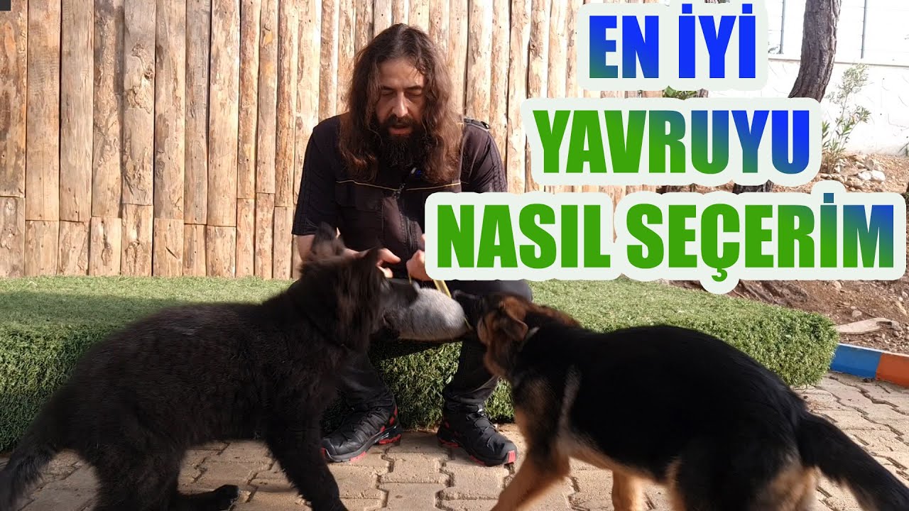YAVRU KÖPEK EĞİTİMİ - ÇEKİŞTİRME OYUNU NASIL OYNANIR - İYİ YAVRU SEÇİMİ