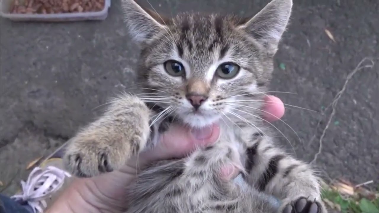 Feeding Stray Cats in Ukraine Embracing Vulnerability, Inspiring Change