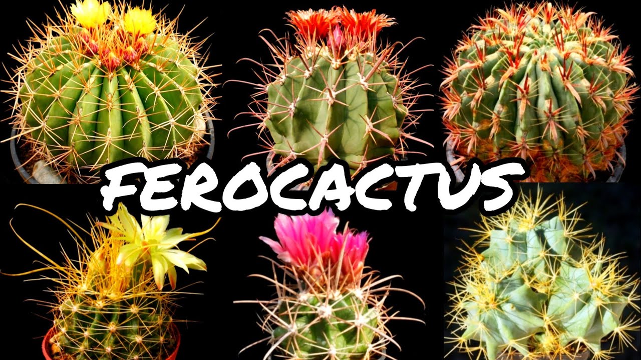 30 ESPÉCIES DE CACTOS DO GÊNERO FEROCACTUS PARA IDENTIFICAÇÃO | CACTUS TV