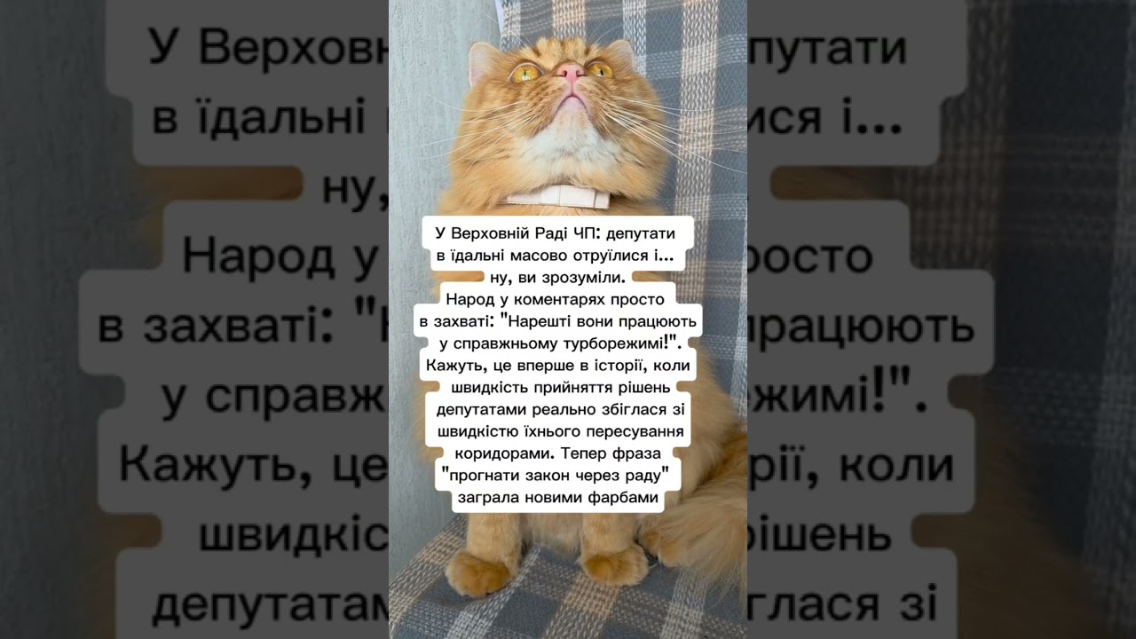 Депутати #гуморукраїна #жартиукраїна #життяукраїнців #верховнаярада #політика #кітблогер