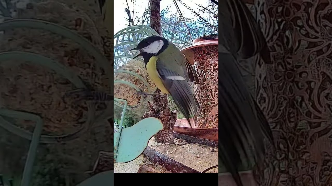 Une m&eacute;sange charbonni&egrave;re en col&egrave;re !